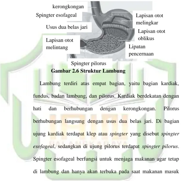 Gambar 2.6 Struktur Lambung 