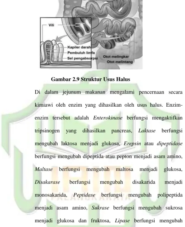 Gambar 2.9 Struktur Usus Halus 