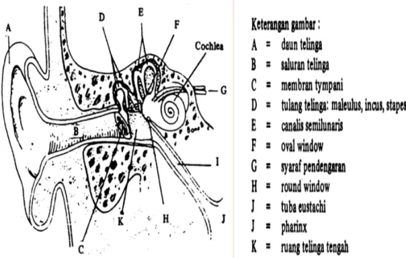 Gambar 2.1 Fisiologi Telinga (Gabriel, 1996) 