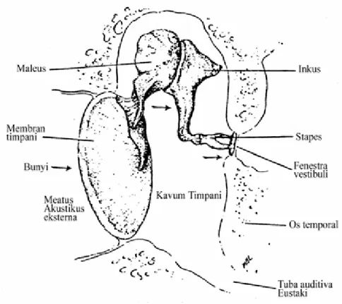 Gambar 2.2. Anatomi Penampang Telinga Tengah (Syaifuddin, 1996) 