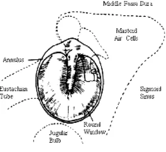 Gambar 2. Struktur Telinga Tengah  c.  Telinga bagian dalam 