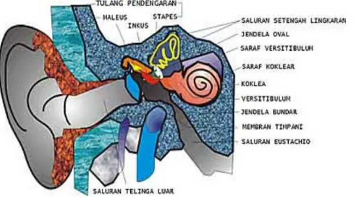 Gambar 2.3. Struktur Telinga Manusia  (Sumber : Indera Pendengar, Google, 2000) 
