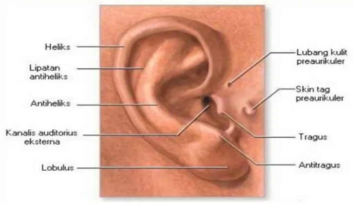 Gambar 2.4. Telinga Bagian Luar Manusia  (Sumber : Sistem Koordinasi dan Indera, Google, 2008) 