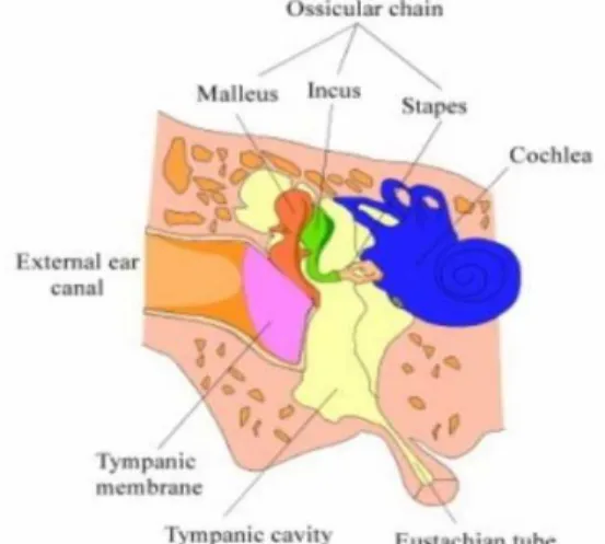 Gambar 2.5. Telinga Bagian Tengah Manusia  (Sumber : Sistem Koordinasi dan Indera, Google, 2008) 