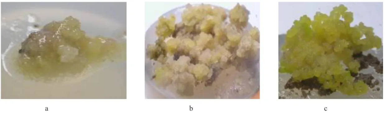 Gambar 1. Kalus friabel pada umur  a. 6 minggu, b. 12  minggu dan c. Kalus embriogenik.