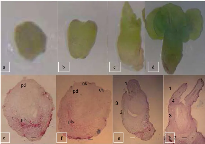 Gambar 3.  Embrio somatik. a. fase globuler; b. fase jantung; c. fase torpedo; d. fase kotiledon, e