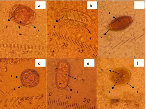 Gambar 1.  Telur dan kista endoparasit yang ditemukan. (a. Ascaris lumbricoides, Strongyloides stercoralis, c