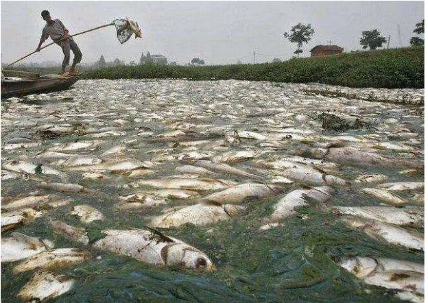 Figure 2 Ikan Mati di Sungai Tercemar Limbah (Sumber: artikelgan.blogspot.co.id)