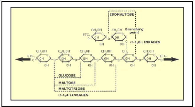 Gambar 26.  Mekanisme kerja enzim amilase memotong ikatan α-1,4  (Stryer  2000)  