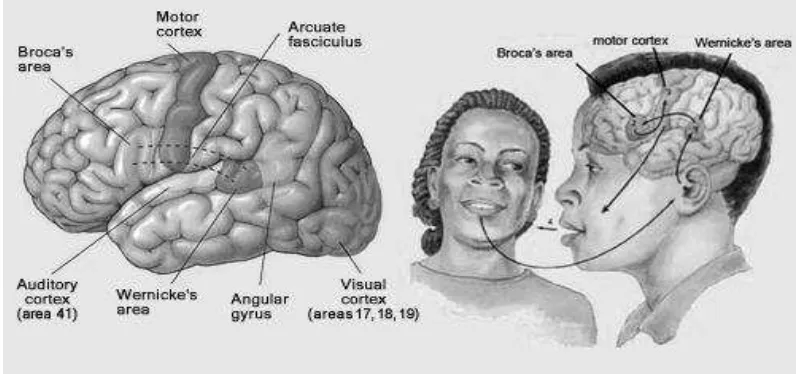 Figure 2. “Language Processing in Human Brain” © by science-junkie.tumbler.com 