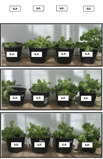 Gambar 1. Pertumbuhan  tanaman selada yang dipengaruhi oleh takaran kompossampah kota (K0 = tanpa BO, K1 = 2,5 ton/ha, K2 = 5 ton/ha, K3 = 10ton/ha) dan pupuk NPK (P0 = tanpa pupuk, P1 = 25 % R, P2 = 50 % R, P3 =100 % R) pada Regosol saat berumur 45 hari s
