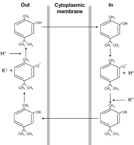 Gambar 4. Mekanisme   carvacrol (senyawa phenol)  pada membran sitoplasma 