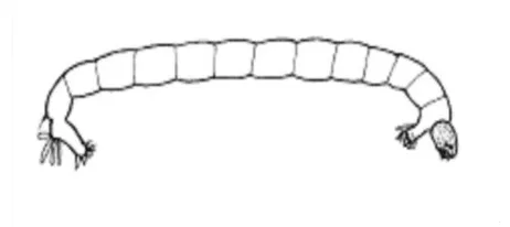 Gambar 3.  Bentuk larva chironomida (Sumber: Hilsenhoff  2001). 