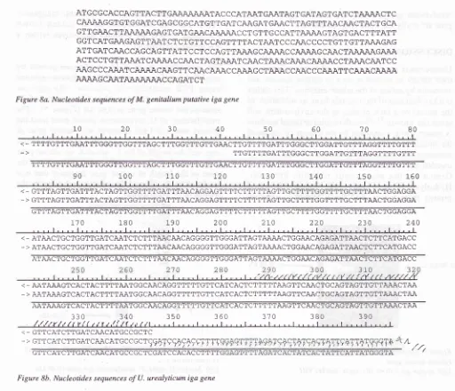 Figure 8b. Nucleotides sequences ofU. urealyticum iga gene