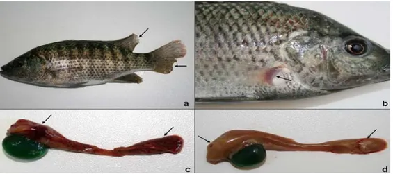 Gambar 1.  Infeksi  A. hydrophila  pada ikan nila merah a). kulit menjadi lebih gelap, sirip   punggung dan sirip ekor mengalami kerusakan, b)