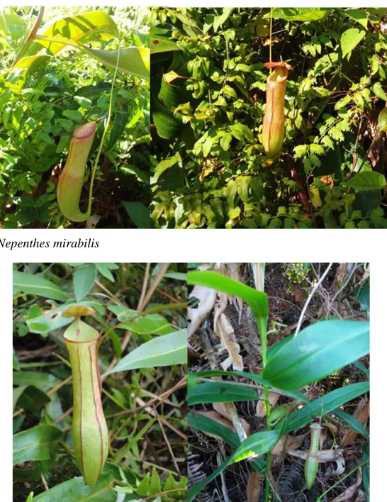 Gambar 1. Nepenthes mirabilis   
