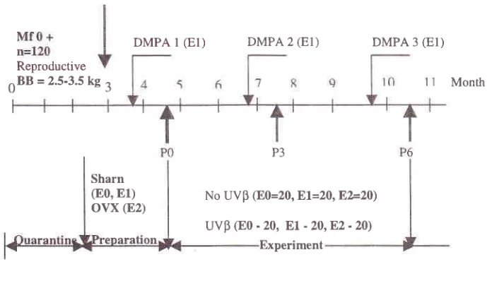 Figure 1. Study phases