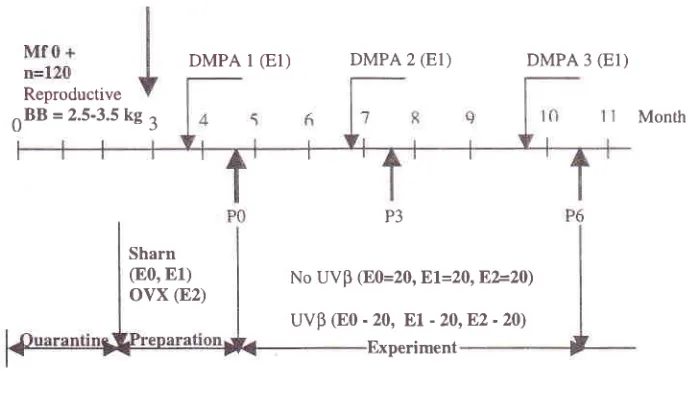 Figure 1. Study phases
