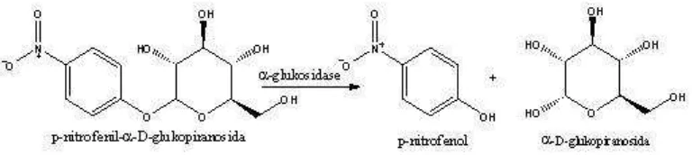 Gambar 1. Reaksi p-nitrofenol-α-D-glukopiranosa dan α-glukosidase 