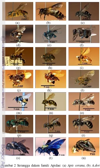 Gambar 2 Serangga dalam famili Apidae: (a) Apis cerana, (b) A.dorsata, (c) A. 