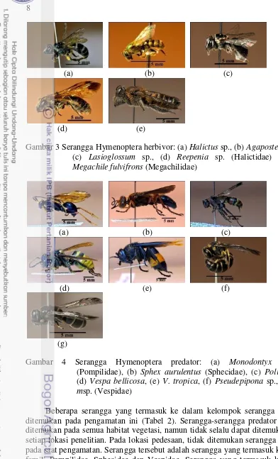 Gambar 3 Serangga Hymenoptera herbivor: (a) Halictus sp., (b) Agapostemon sp., 