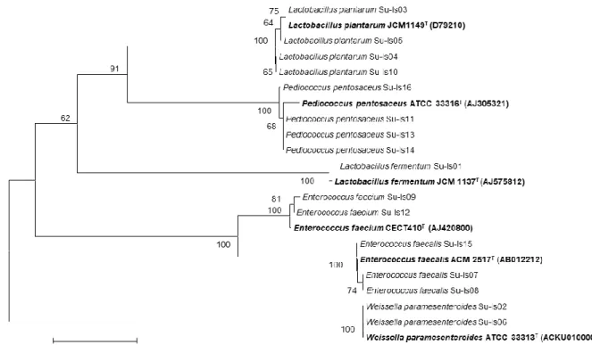 Gambar 1.   Pohon  filogenetik  bakteri  asam  laktat  dari  6  sampel  tempe  asal  provinsi  Bali  berdasarkan  analisis sekuen gen 16S rRNA menggunakan metode Neighbor Joining