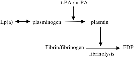 Figure 1. The role of Lp(a) on fibrinolytic activity 