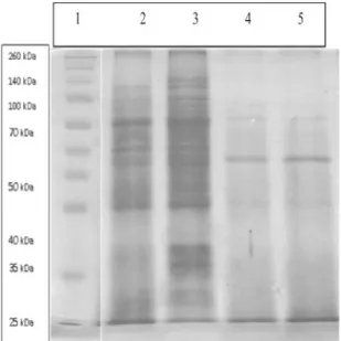 Gambar 3  Nilai rata-rata konsentrasi protein kalus tebu  varietas  BL  dan  PS-862  pada perlakuan kontrol dan perlakuan NaCl 1%.
