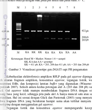Gambar 3  Visualisasi genotipe gen DGAT1 sapi FH pengamatan 