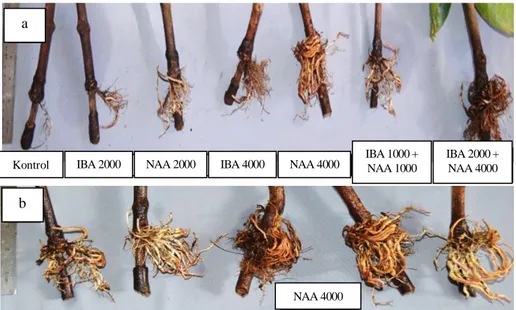 Gambar 4. Penampilan massa akar pada cangkok jambu bol yang diinduksi dengan NAA, IBA dan  kombinasinya 8 minggu setelah aplikasi (a); dan massa akar pada semua cangkok yang  diberi 4000 ppm NAA (b)