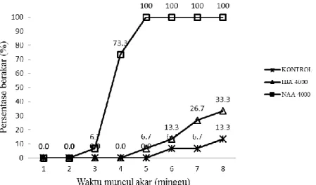 Gambar  5.  Perkembangan  munculnya  akar  berdasarkan  waktu  (minggu)  pada  cangkok  jambu  bol  tanpa auksin dan dengan 4000 ppm IBA atau NAA