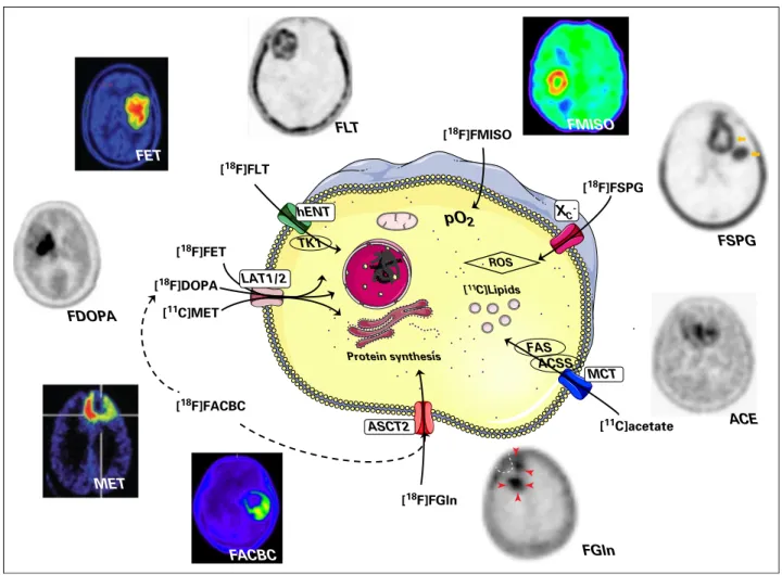 Fig 3. Positron emission tomography images and cellular uptake mechanisms for nine clinical radiotracers for brain tumor imaging