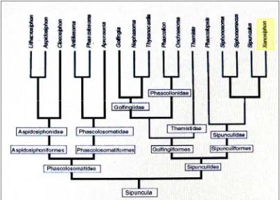 Gambar 4 Hubungan filogenetik antar-genus dalam filum (Cutler & Gibbs 1985)  