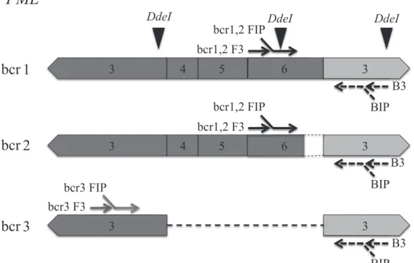 Fig. 1. Schematic representation of primer design for detection of PML-RARα mRNA by RT-LAMP and cutting sites of DdeI restriction 