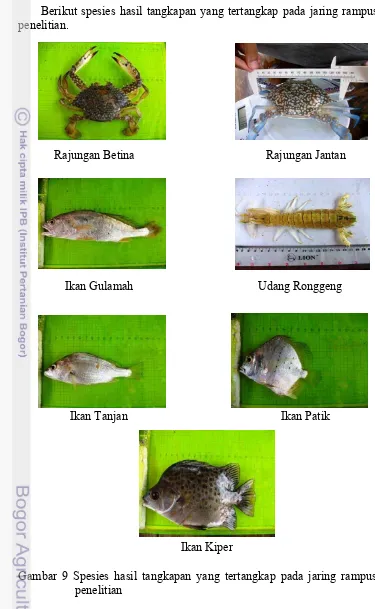 Gambar 9 Spesies hasil tangkapan yang tertangkap pada jaring rampus selama 