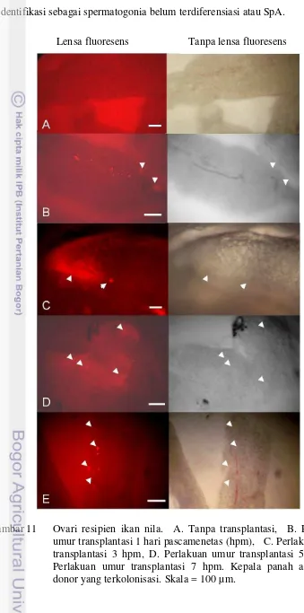 Gambar 11    Ovari resipien ikan nila.  A. Tanpa transplantasi,  B. Perlakuan  umur transplantasi 1 hari pascamenetas (hpm),   C