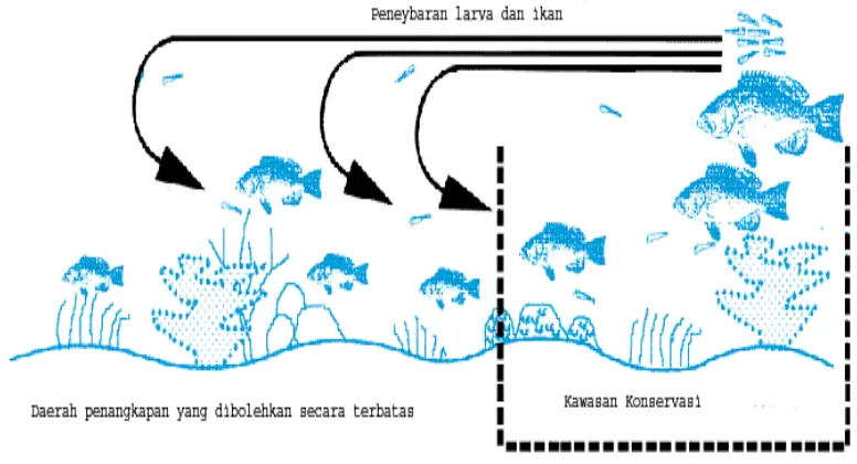 Gambar 3. Prinsip spill over dari konservasi (White,2000; Fauzi, 2005) 