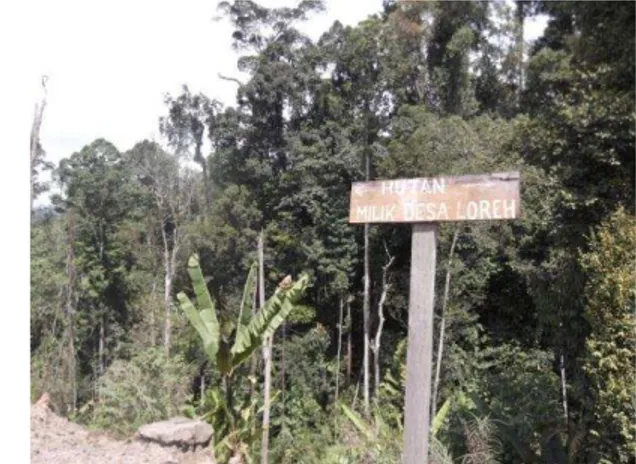 Gambar 1 Kondisi hutan desa lokasi penyadapan getah agathis        