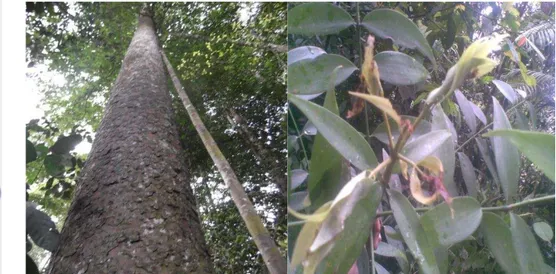 Gambar 2 Kondisi batang dan daun Agathis borneensis di lokasi penelitian.  Kondisi  batang  dan  kulit  yang  ditemukan  umumnya  berbeda  pula  dengan  kondisi yang pernah dijumpai di daerah Pulau Jawa khususnya Hutan Pendidikan  Gunung  Walat  IPB,  bata