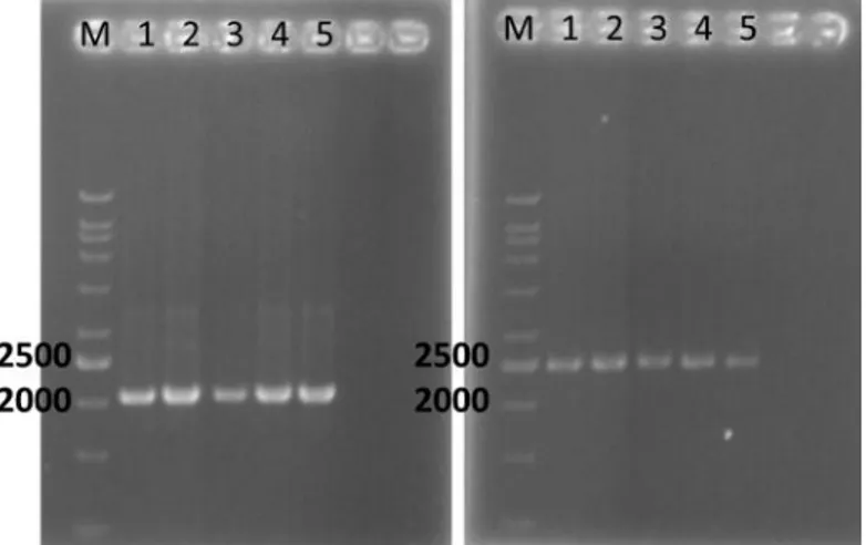 Gambar 3. Elektroforegram gen MePSY1 (a) dan gen MePSY2(b) pada lima genotip ubi kayu yaitu Adira1 (1); Adira4 (2); Carvita25 (3); Menti (4); dan Ubi Kuning (5)