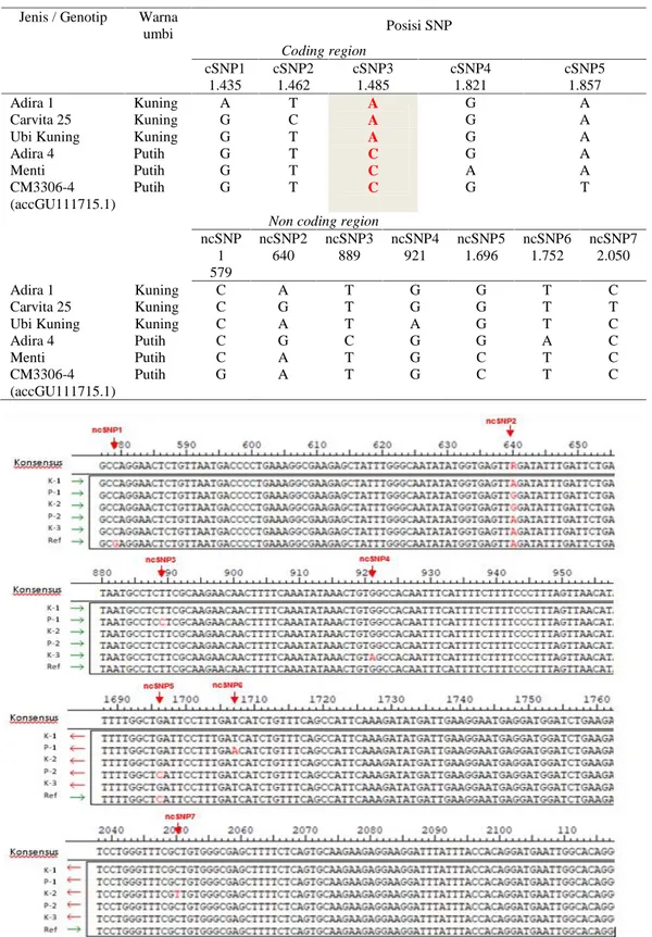 Tabel  3.  Variasi  perbedaan  basa  nukleotida  (SNP)  lima  genotip  ubi  kayu  dengan  umbi  berwarna kuning dan putih.