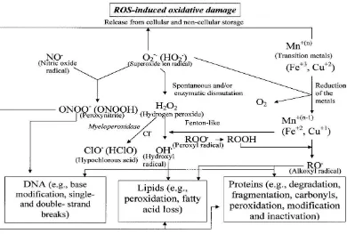 Gambar 2.2 Kerusakan Akibat Reaktif Oksigen Spesies.