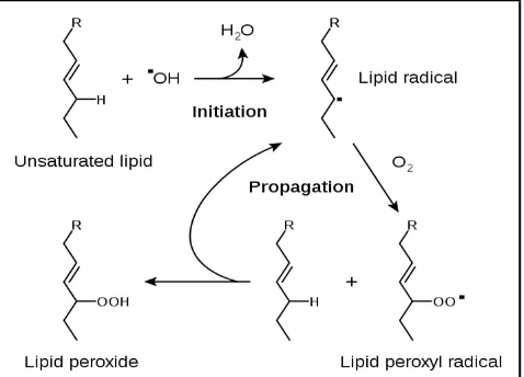 Gambar 2.4 Tahapan autooksidasi lipid