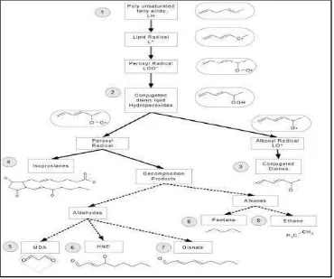 Gambar 2.5 Produk peroksidasi lipid (Dotan, 2004)