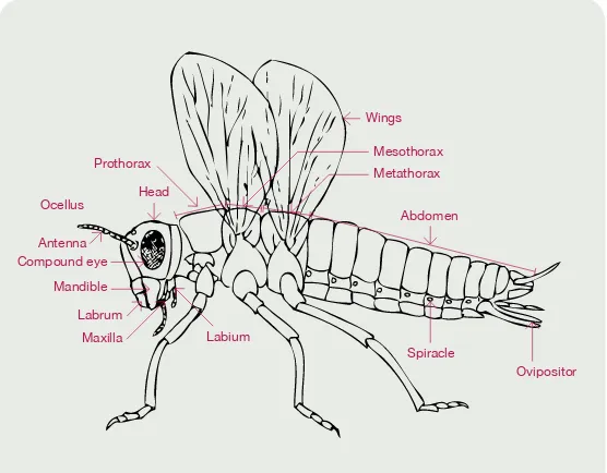 figuRE 1 Insect parts