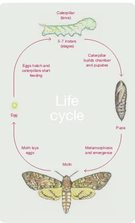 figuRE 2 life cycle of Acherontia styx, an insect with morphologically different stages