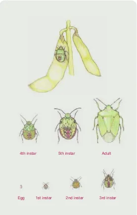 figuRE 3  life cycle of Nezara viridula, an insect with stages that look similar to the adult