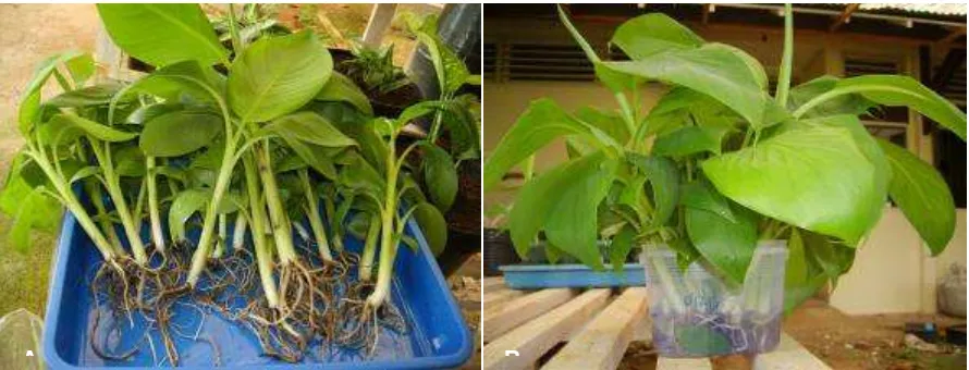 Figure 1. Dipping of banana meriplant roots in 10A