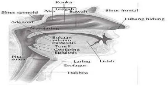 Gambar 2-1: Anatomi hidung dan sinus Sumber: www.ghorayeb.com  