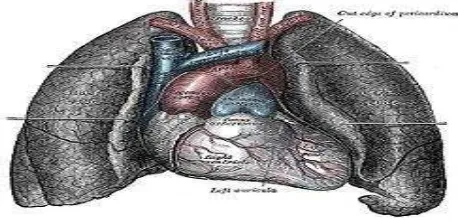 Gambar 2-3: Alveolus r: www.mercksource.com/pp/us/cns 
